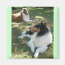 Search for rough collie magnets Pets