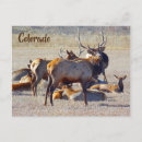 Search for big game postcards Rocky mountain elk