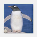 Search for kevin magnets Animal