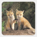 Search for fox cubs stickers Wildlife