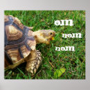 Search for funny turtles posters Humour