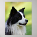 Search for border collie painting posters Portrait