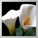 Search for calla lily posters Lillies