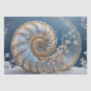 Search for nautilus shells Seashells