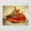 Search for conchs postcards Nature
