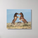 Search for fighting stallions art Horse