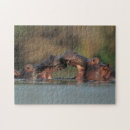Search for hippopotamus puzzles Animal