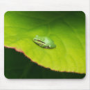 Search for treefrogs Animals