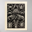 Search for vintage lobster posters Crustaceans