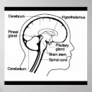 Search for brain office supplies Neurology