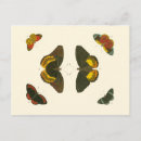 Search for brights postcards Butterflies