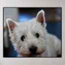 Search for westie posters Cute