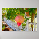 Search for pomegranate posters Tree