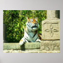 Search for endangered tigers posters Species