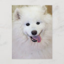 Search for samoyed dog postcards Canine
