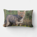 Search for wolf cushions National park