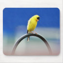 Search for goldfinch mousepads Yellow