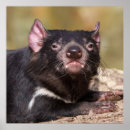 Search for tasmanian devil posters Wild