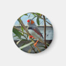 Search for finch magnets Wildlife