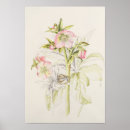 Search for hellebore posters Flower