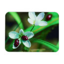 Search for ladybird magnets Wildlife