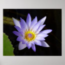Search for blue lotus posters Egypt