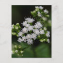 Search for late postcards Floral