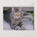 Search for tabby cat postcards Kitty