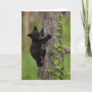 Search for climbing tree postcards Great smoky mountains
