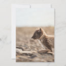 Search for arctic fox cards Animal