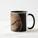 Search for eel mugs Diving