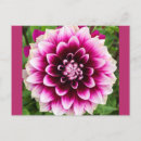 Search for patches postcards Flower