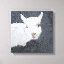 Search for goat canvas prints Animals