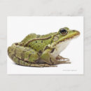 Search for common frog postcards Amphibian