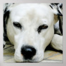 Search for dalmatian posters Dalmation