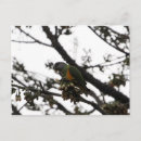 Search for senegal postcards Parrot