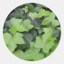 Search for ivy leaf stickers Plant