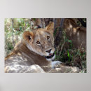 Search for lion face posters African