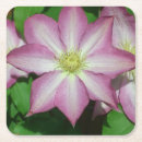 Search for vine coasters White