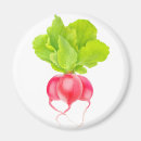 Search for radish magnets Vegetables