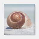 Search for florida seashells magnets Beach