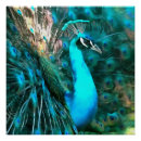 Search for blue peacock bird posters Peacocks