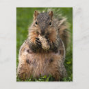 Search for scavenger postcards Wildlife