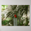 Search for backyard birds art Nature