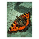 Search for beautiful butterflies posters Green