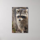 Search for racoon canvas prints Curious