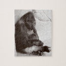 Search for gorilla photography Primate
