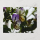 Search for viola postcards Flowers