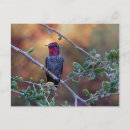 Search for annas postcards Birding