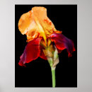 Search for bearded iris posters Botanical